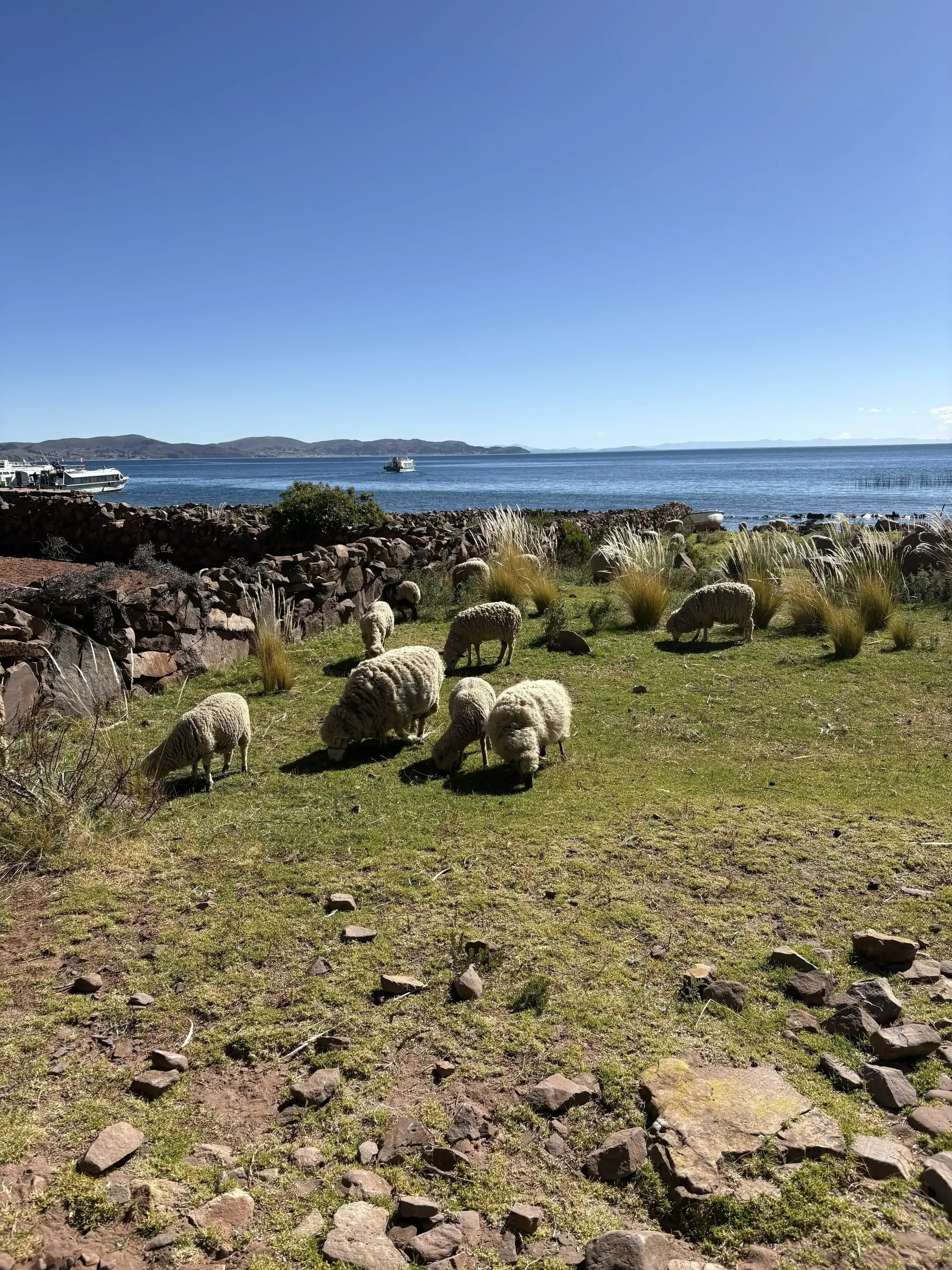 Taquile sheep